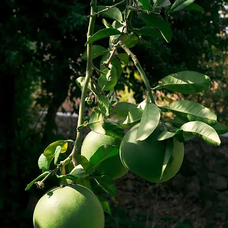 Masal Evimiz * Antalya