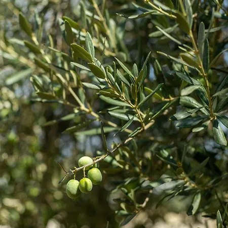 Masal Evimiz * Αττάλεια