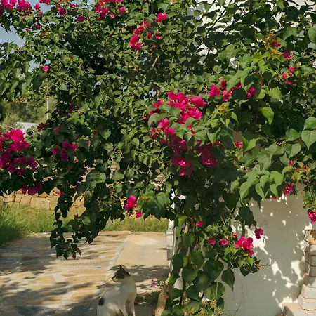Masal Evimiz